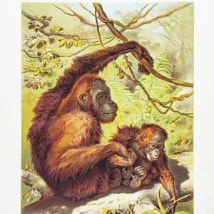 Orangutan with baby chromolithographs 1888