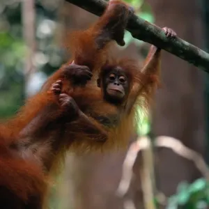 Orangutan Baby Print - Motherly Clutch