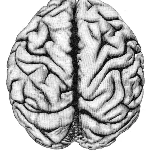 Orangutan Brain Anatomy Engraving Print, 1857