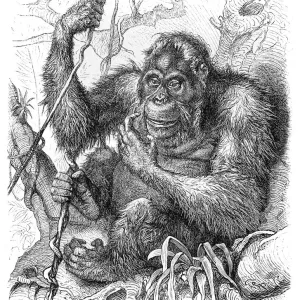 1882 Orangutan Engraving Print