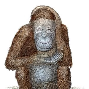 Orangutan illustration 1803