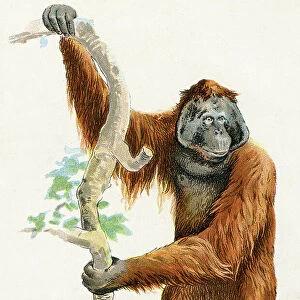 Orangutan illustration 1899