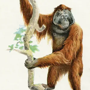 Orangutan illustration 1899 Orangutan illustration 1899