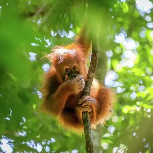 Orangutan, Indonesia Orangutan, Indonesia