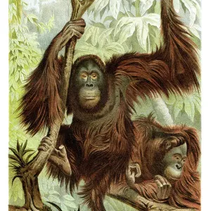 Orangutan lithograph 1894 Orangutan lithograph 1894