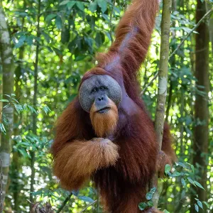 Orangutan male Orangutan male
