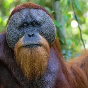 Orangutan male, Indonesia Orangutan male, Indonesia
