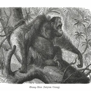 Orangutan (Pongo abelii), wood engraving, published in 1897 Orangutan (Pongo abelii), wood engraving, published in 1897