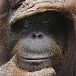 Orangutan Model Print