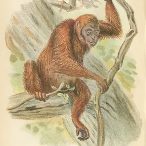 Orangutan Primate Print 1894 Orangutan Primate Print 1894