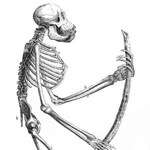 Orangutan skeleton engraving 1882