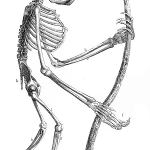 Orangutan Skeleton Print 1882