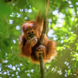 Orangutan Print in Sumatra's Gunung Leuser National Park