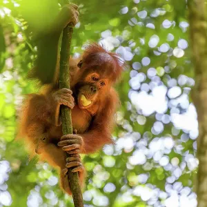 Orangutan in tree Orangutan in tree