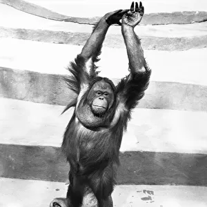 Orangutan w / arms up