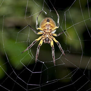 Orb-weaver spider -Araneidae- in warning coloration sitting in the center of a web, Tiputini, rainforest, Yasuni National Park, Ecuador, South America