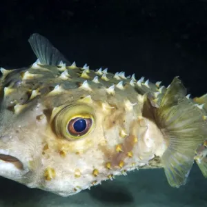 Orbicular Burrfish -Cyclichtys orbicularis-, Red Sea, Egypt, Africa Orbicular Burrfish -Cyclichtys orbicularis-, Red Sea, Egypt, Africa