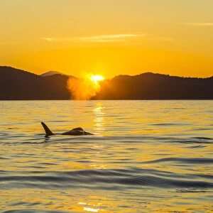 Orca Killer Whales (Orca orcinus) in sea at sunset, Pacific Northwest, USA
