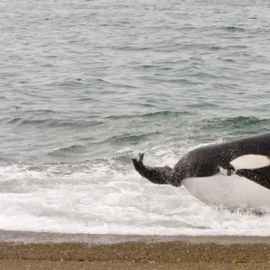 Orca (Orcinus orca) catching sea lion