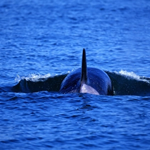 Orca Whale, Glacier National Park, Alaska