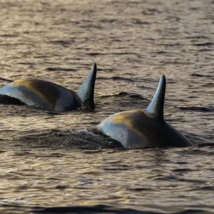 Orcas in the morning light Orcas in the morning light