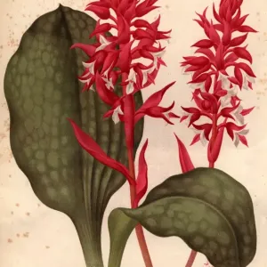 Orchid Orchid