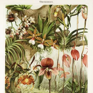 Orchid Antique Chromolithograph 1896