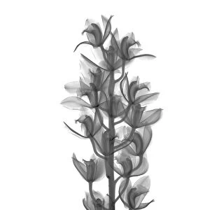 Orchid (Cymbidium sp. ), X-ray