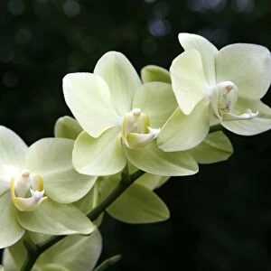 Orchid -Orchidaceae-, flower