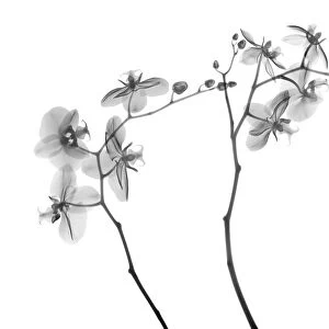 Orchid stems (Phalaenopsis sp. ), X-ray