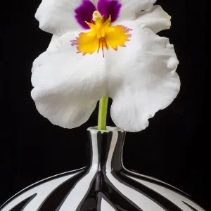 Orchid striped vase, f, ower. petals Orchid striped vase, f, ower. petals