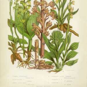 Orchid, Twayblade, Neottia, Listera, Ladyas Tresses, Spiranthes Victorian Botanical Illustration