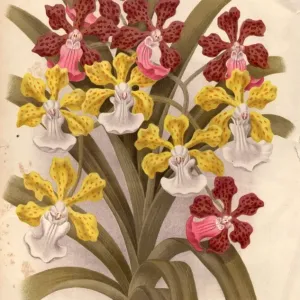 Orchids Orchids