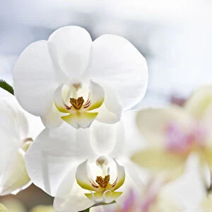 Orchids -Phalaenopsis-