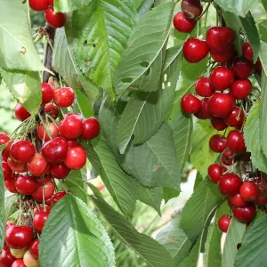 Organic Wild Cherry Print Organic Wild Cherry Print