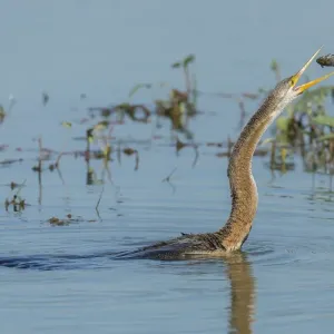 Oriental Darter -Anhinga melanogaster-, Keoladeo National Park, Rajasthan, India Oriental Darter -Anhinga melanogaster-, Keoladeo National Park, Rajasthan, India