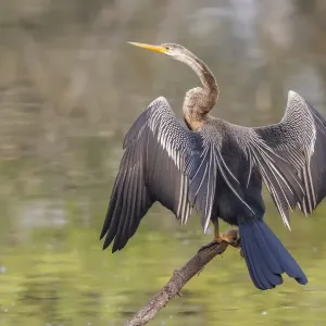 Oriental Darter Print - Anhinga melanogaster, Keoladeo National Park Oriental Darter Print - Anhinga melanogaster, Keoladeo National Park