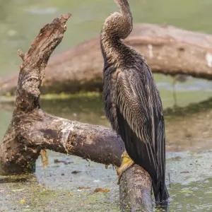 Oriental Darter -Anhinga melanogaster-, Keoladeo National Park, Rajasthan, India Oriental Darter -Anhinga melanogaster-, Keoladeo National Park, Rajasthan, India