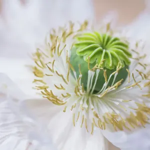 Oriental Papaver / Poppy Oriental Papaver / Poppy