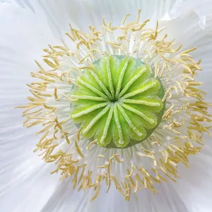 Oriental Papaver / Poppy Oriental Papaver / Poppy