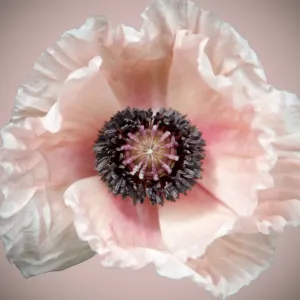 Poppy Poppy