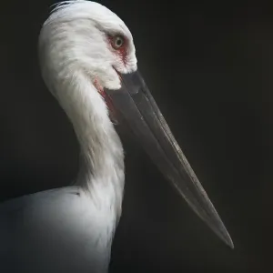 Oriental Stork Portrait Print Oriental Stork Portrait Print