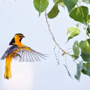 Northern Oriole Print in Greenwood Village, Colorado Northern Oriole Print in Greenwood Village, Colorado