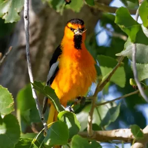 Bullocks Oriole Print with Bugs in Beak Bullocks Oriole Print with Bugs in Beak