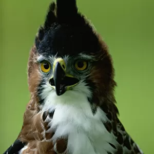 Ornate hawk-eagle (Spizaetus ornatus) Mexico, head-shot