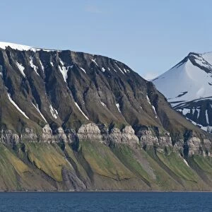 Ornithocoprophilous vegetation below the bird cliffs of Fuglefjellet, Isfjorden, Grumantbyen, Spitsbergen Island, Svalbard Archipelago, Svalbard and Jan Mayen, Norway