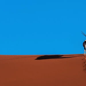 Oryx Antelope at the Namib desert
