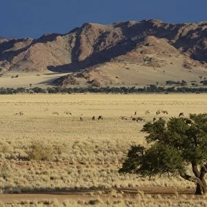 Oryx antilopes -Oryx- grazing in a steppe landscape or veldt, Namib, Hardap Region, Namibia