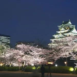 Le château d'Osaka et les cerisiers en fleurs dans la nuit, longue exposition, ville d'Osaka. Le château d'Osaka et les cerisiers en fleurs dans la nuit, longue exposition, ville d'Osaka.