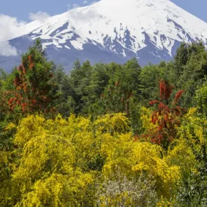 Osorno volcano, at the front a Chilean Firebush, also Notro or Ciruelillo -Embothrium coccineum-, Puerto Varas, Los Lagos Region, Chile